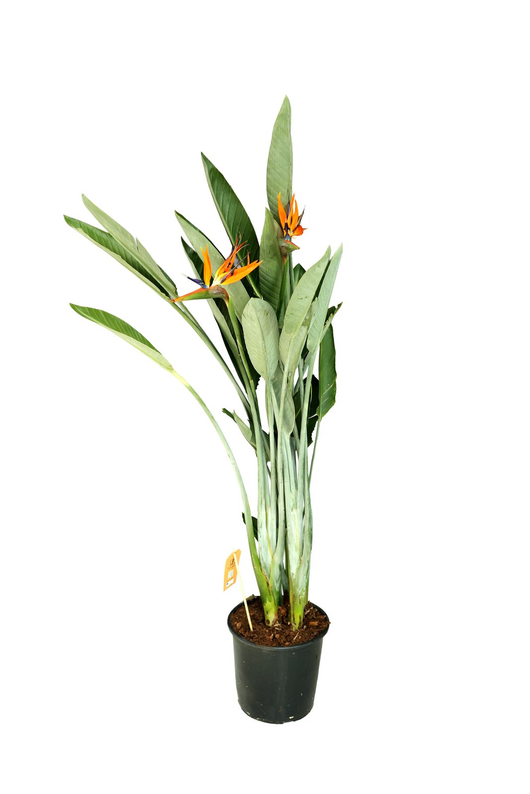 STRELITZIA REGIENA BÜYÜK canlı çiçek ve bitki görseli