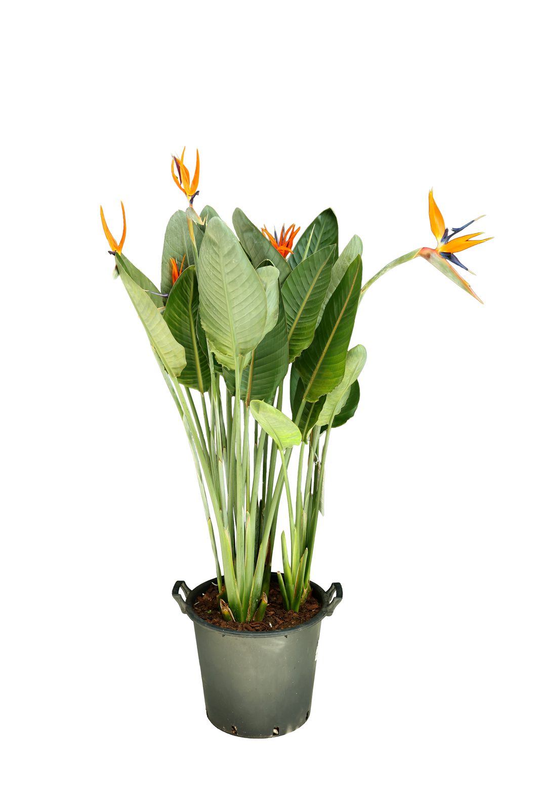 STRELITZIA REGIENA BÜYÜK görsel 2