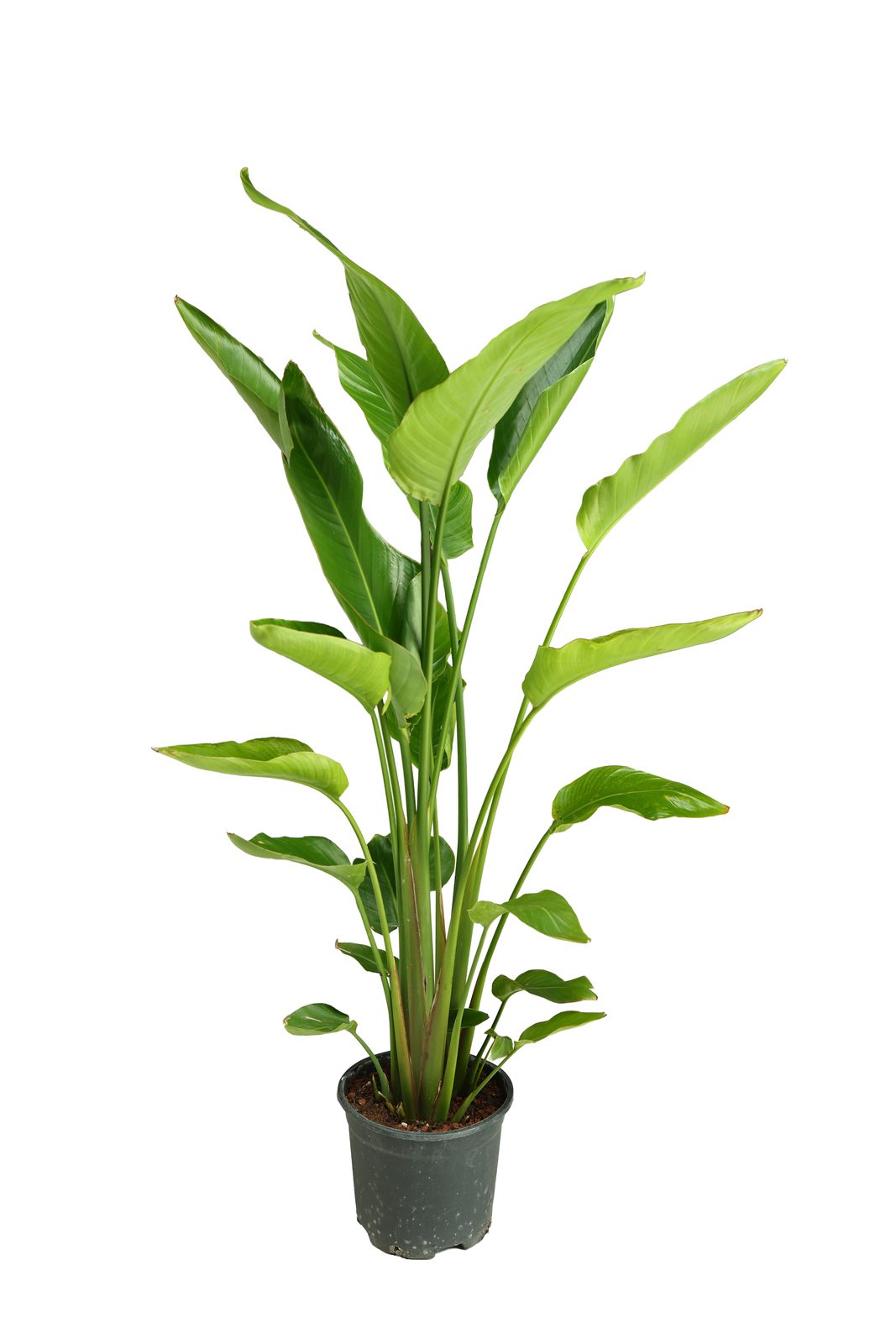 STRELITZIA REGIENA ORTA canlı çiçek ve bitki görseli