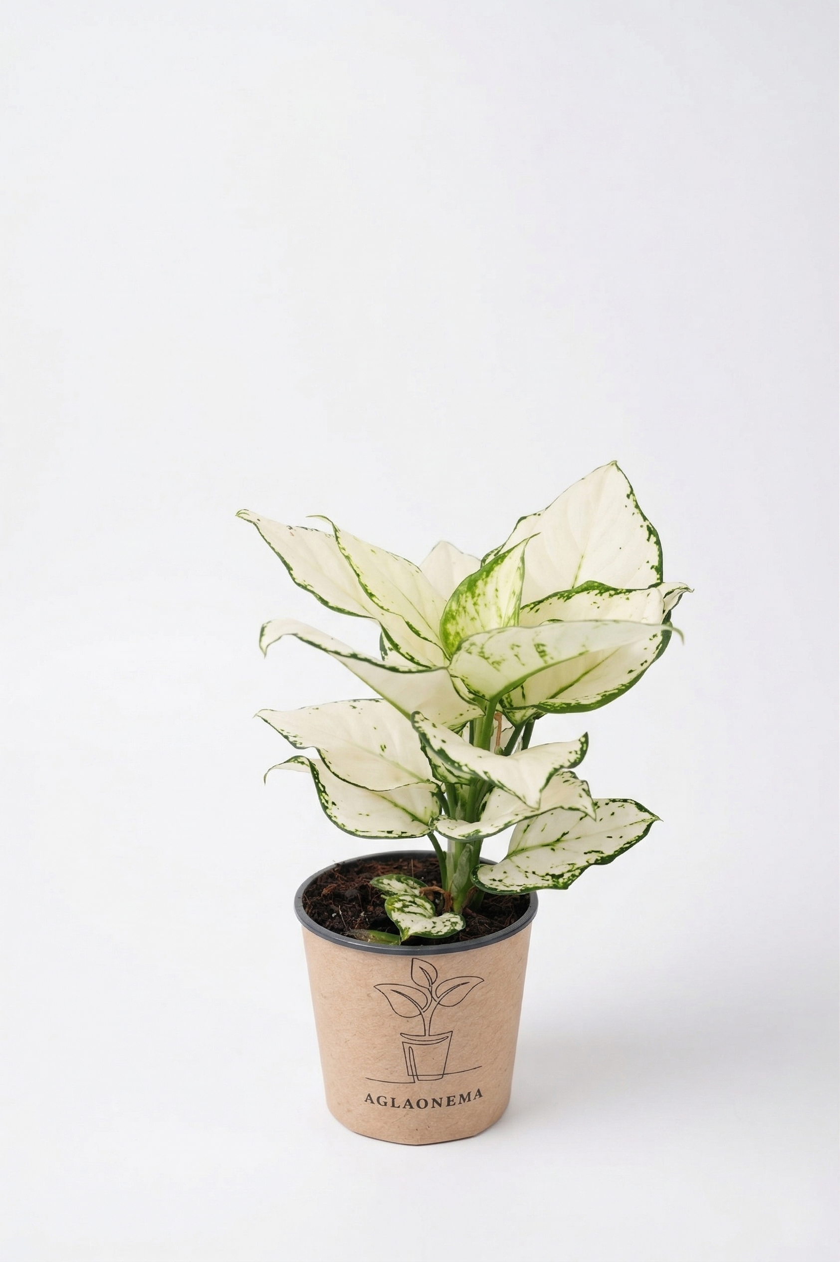 AGLAONEMA MIX KÜÇÜK canlı çiçek ve bitki görseli