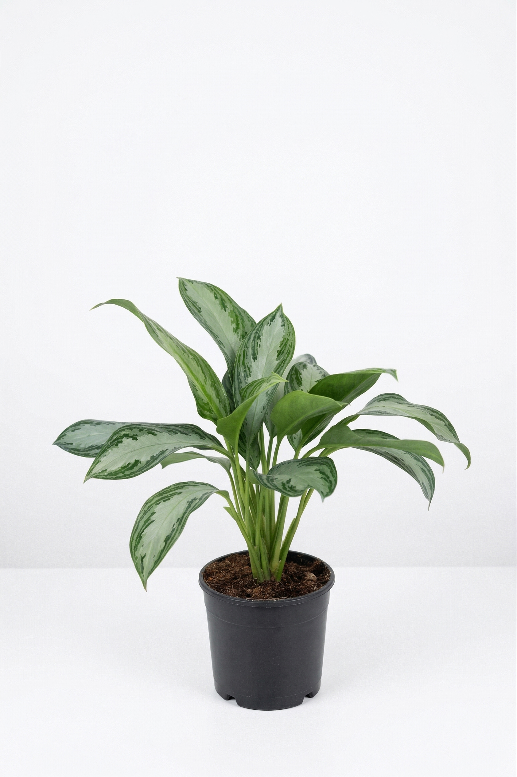 AGLAONEMA MIX ORTA canlı çiçek ve bitki görseli