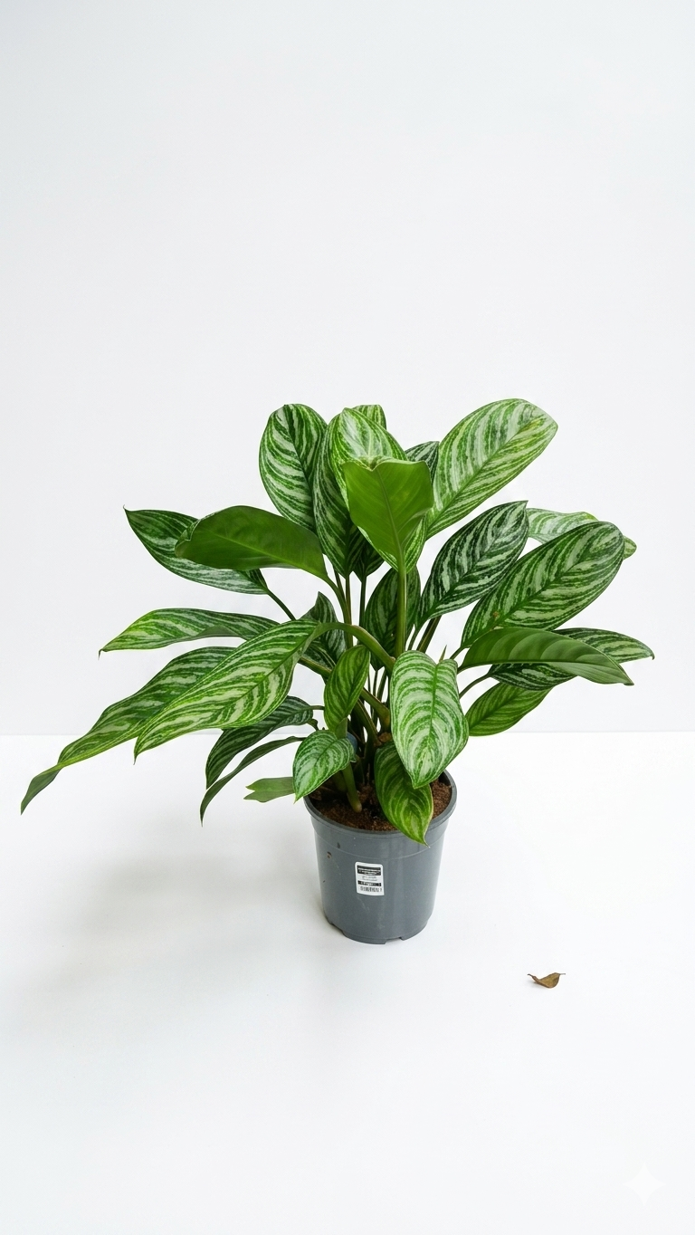 AGLAONEMA MIX BÜYÜK canlı çiçek ve bitki görseli