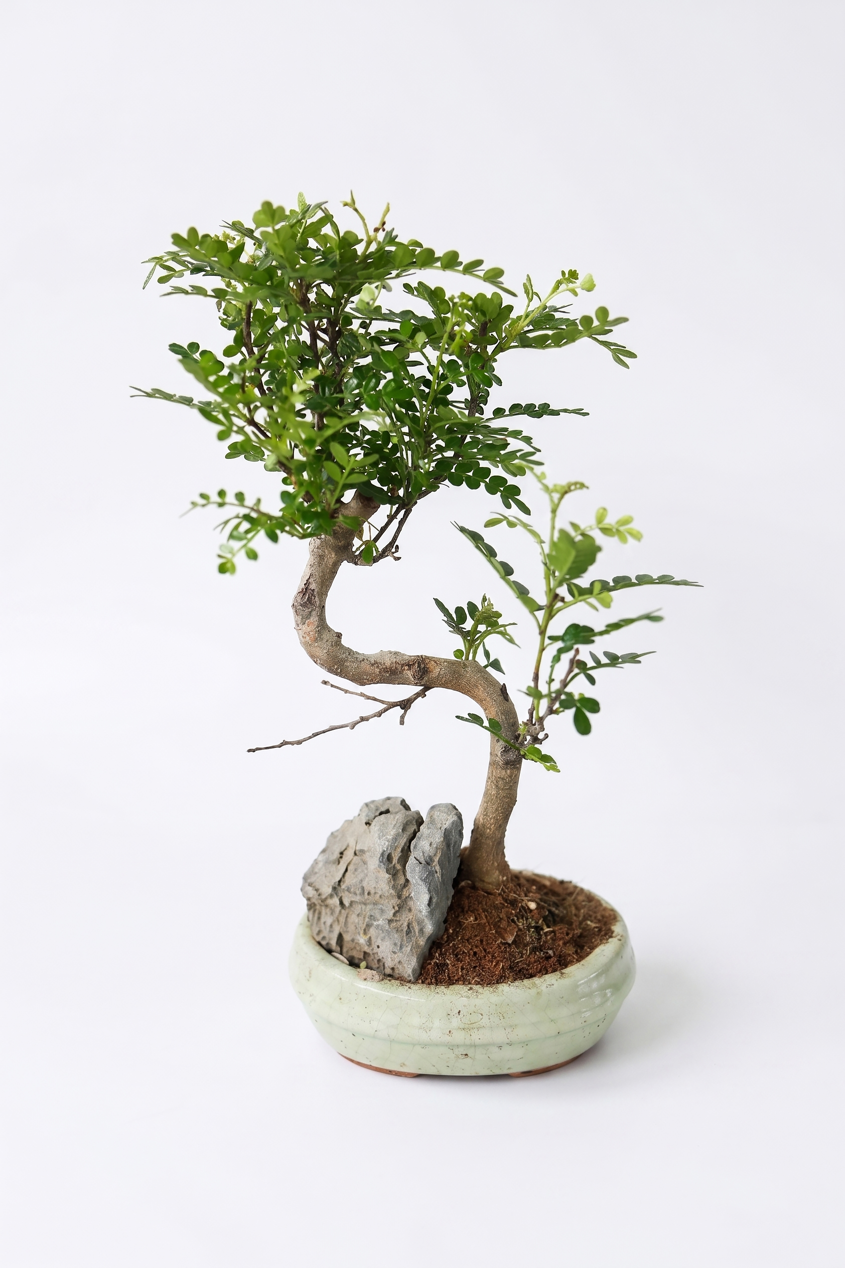 BONSAI MANOLYA canlı çiçek ve bitki görseli