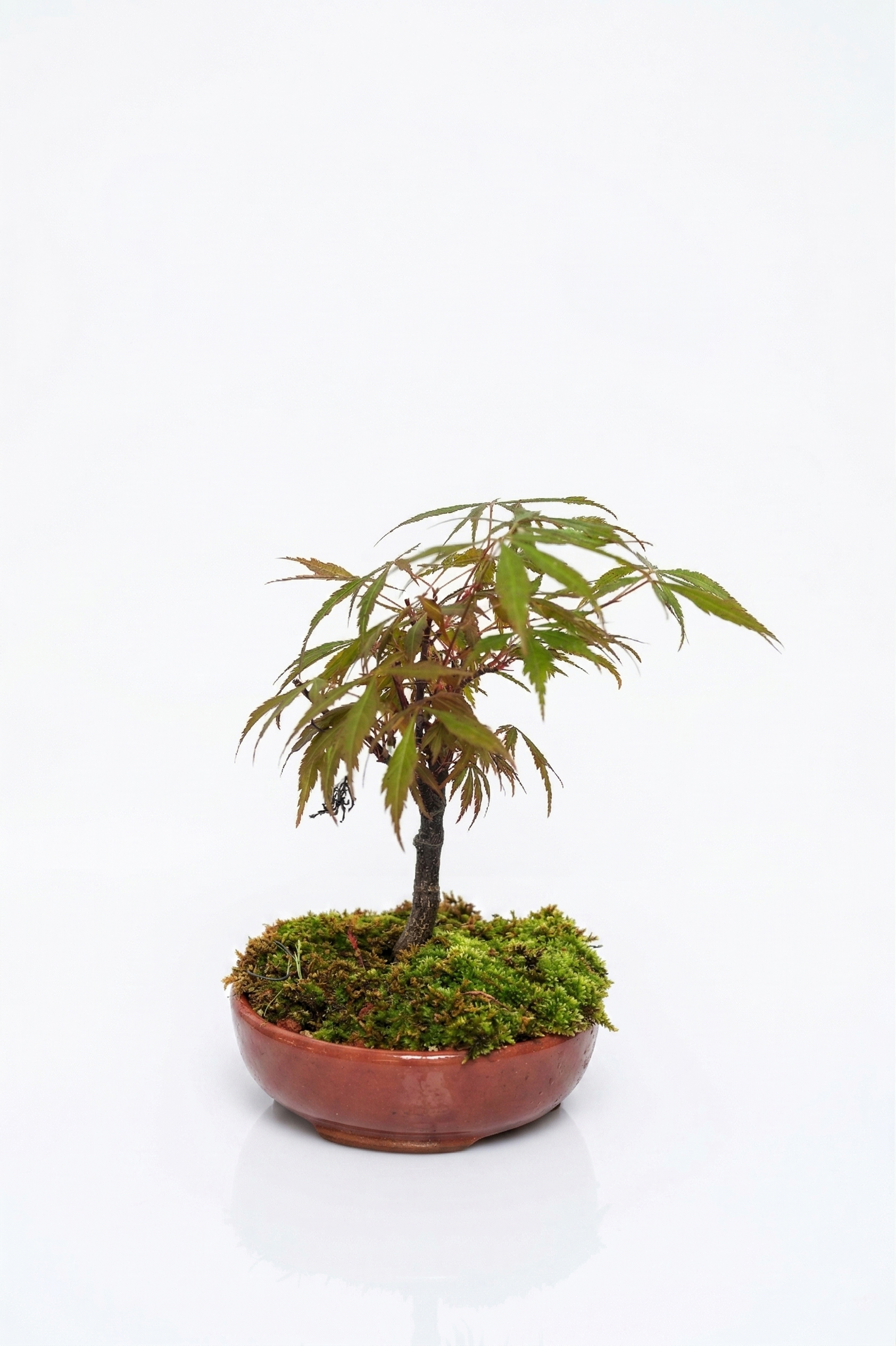 BONSAI AKÇAAĞAÇ (ORTA) canlı çiçek ve bitki görseli
