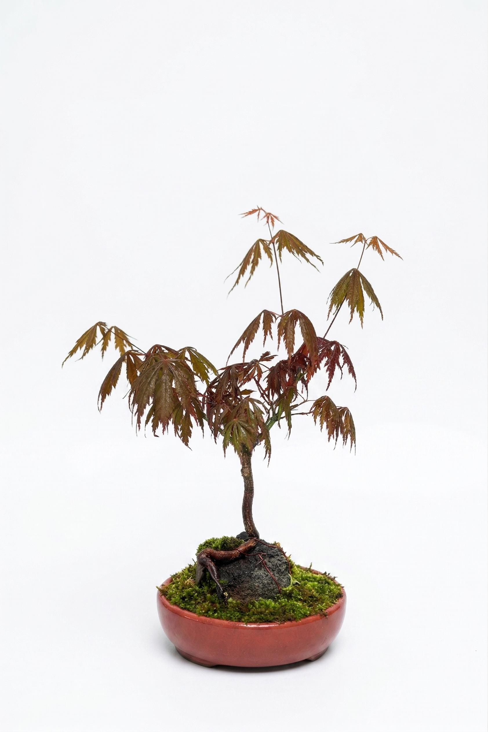 BONSAI AKÇAAĞAÇ (BÜYÜK) canlı çiçek ve bitki görseli