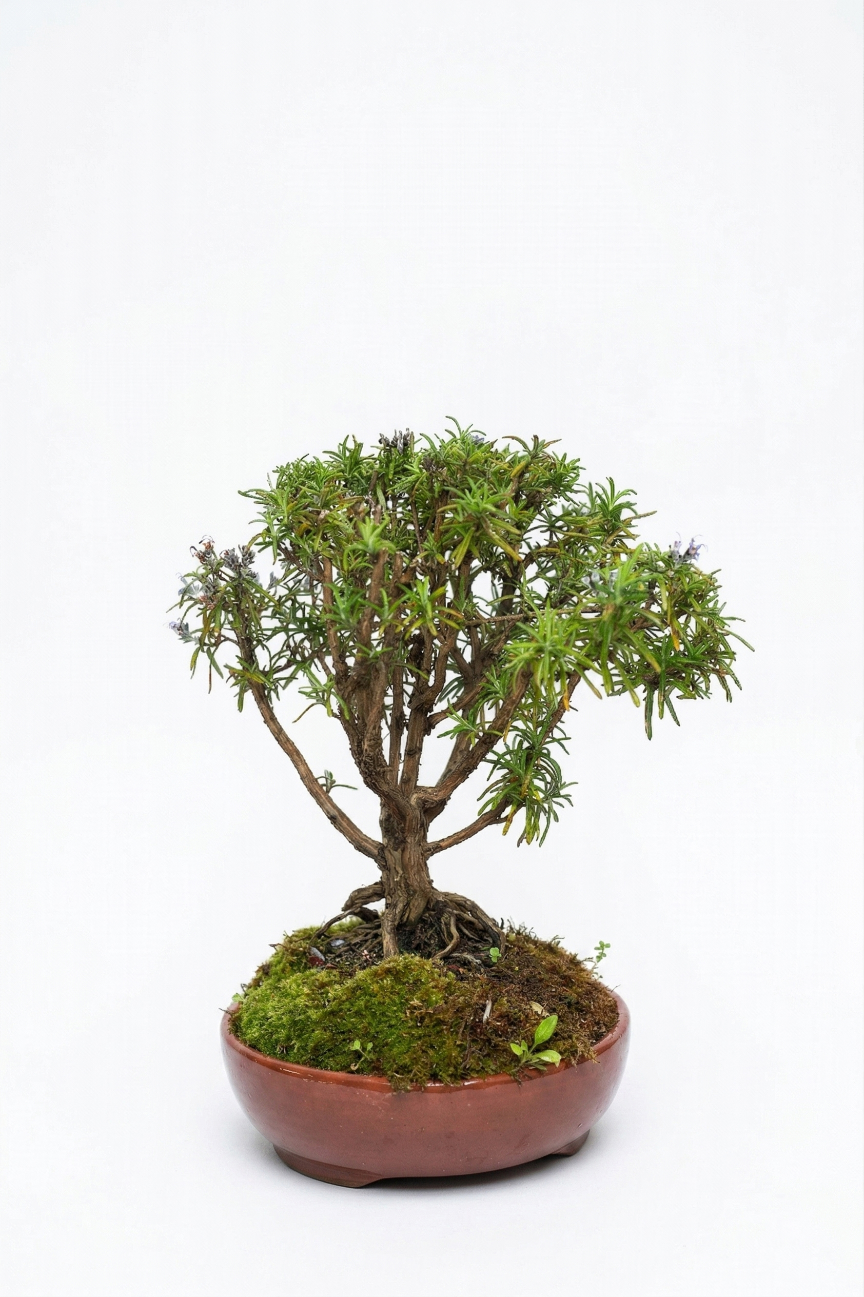 BONSAI BİBERİYE canlı çiçek ve bitki görseli