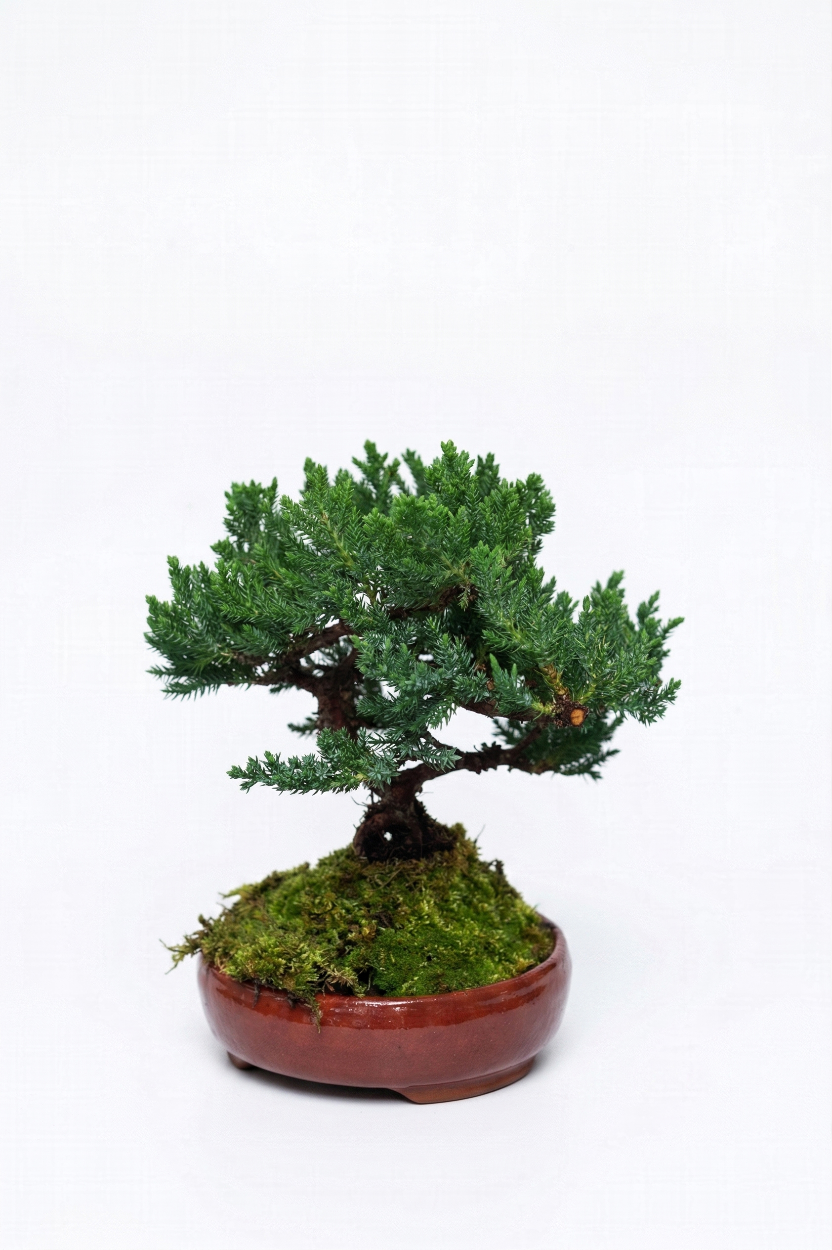 BONSAI YASEMİN canlı çiçek ve bitki görseli