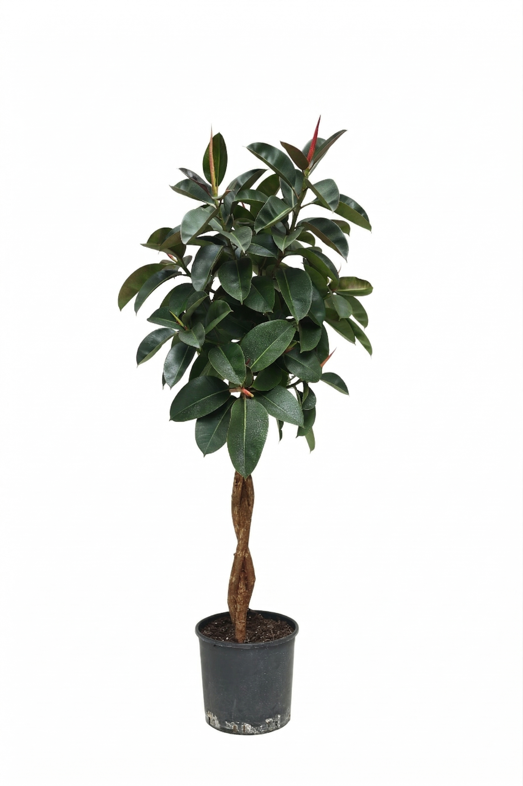 FICUS ELSBURGUNDY SAÇ ÖRGÜ 100CM canlı çiçek ve bitki görseli