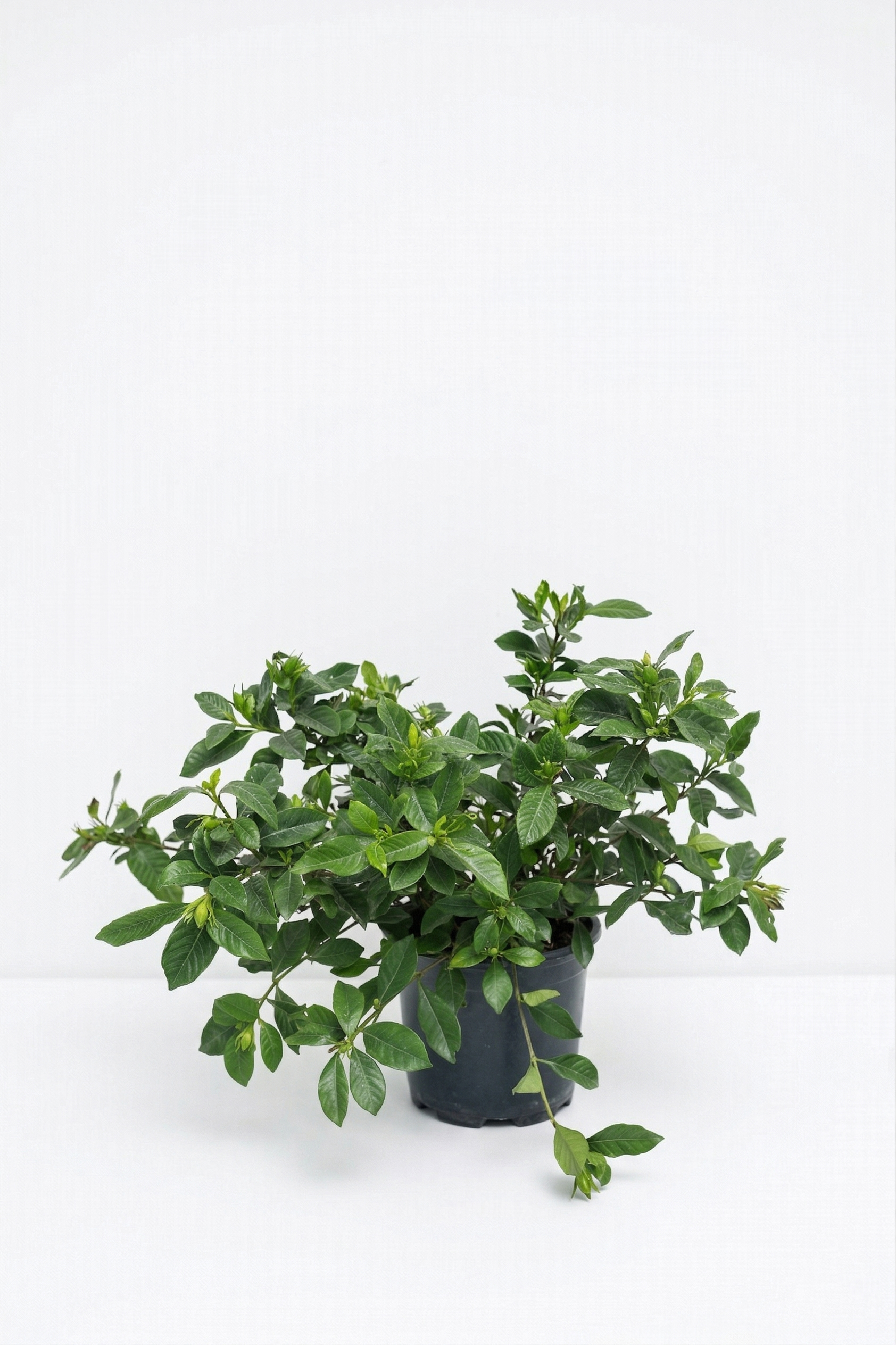 GARDENIA canlı çiçek ve bitki görseli