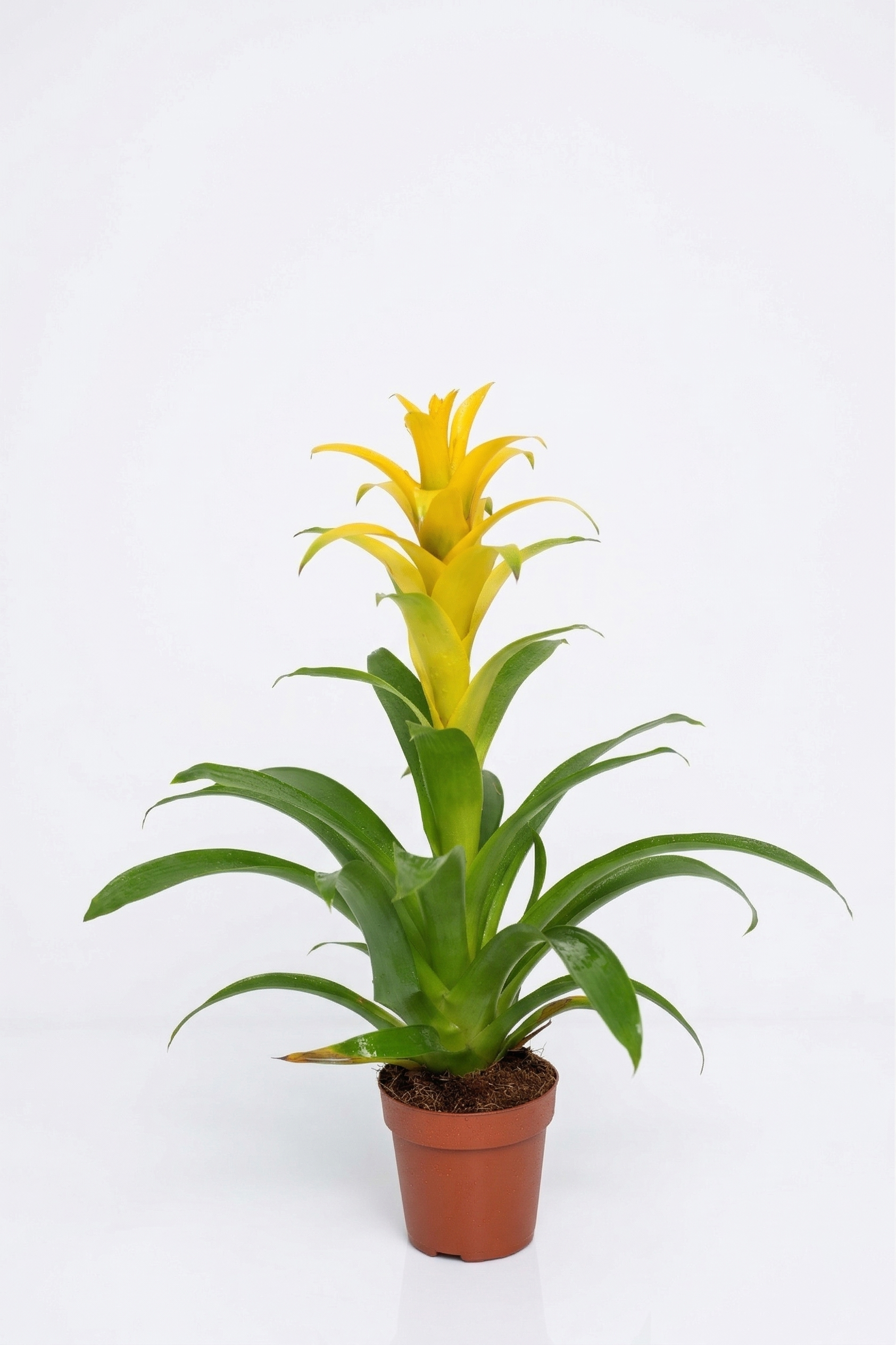 GUZMANIA KIRMIZI YILDIZ ORTA BOY canlı çiçek ve bitki görseli