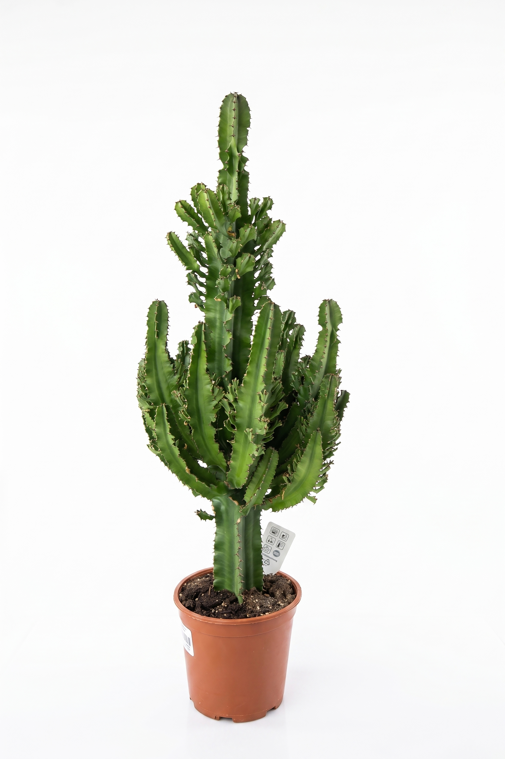 EUPHORBIA MIX P27 canlı çiçek ve bitki görseli