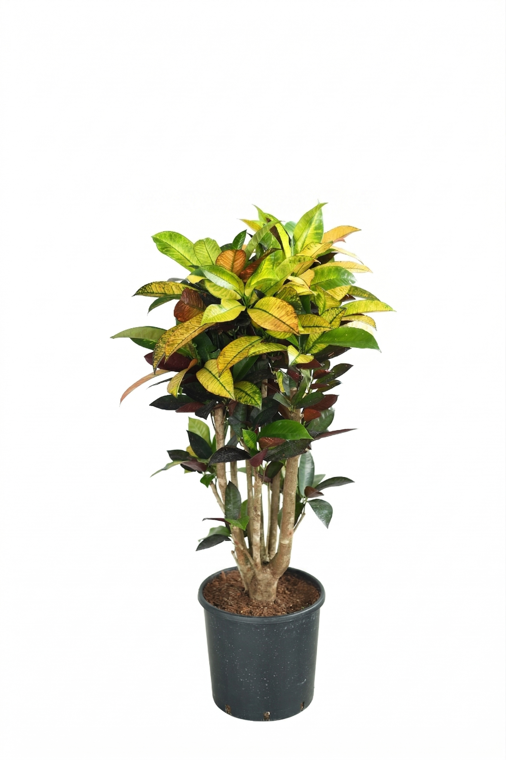 CODIAEUM VARIEGATUN P19 canlı çiçek ve bitki görseli