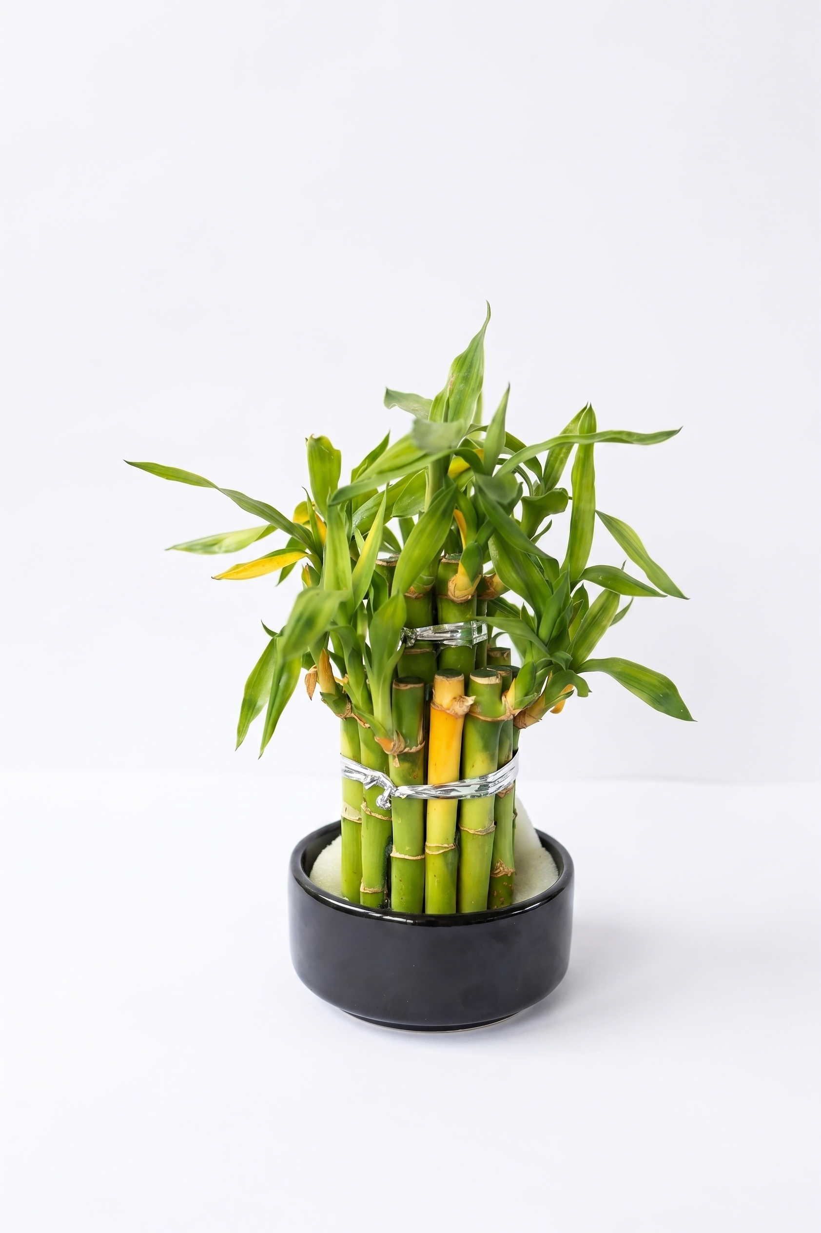 DRACAENA SANDERIANA BAMBU canlı çiçek ve bitki görseli