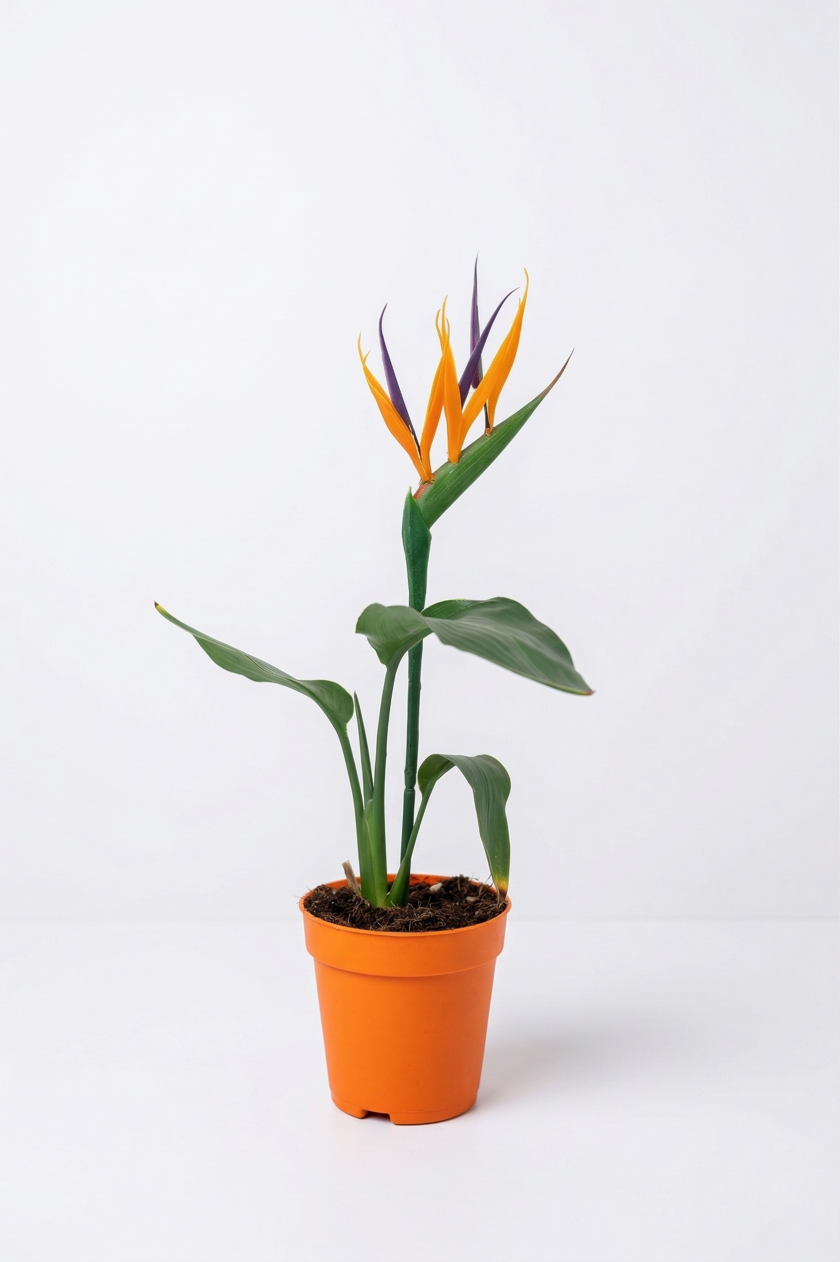 STRELITZIA NICOLAI KÜÇÜK canlı çiçek ve bitki görseli